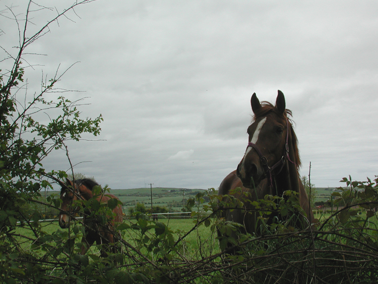 Horses in Boulteen 2.jpg 356.1K
